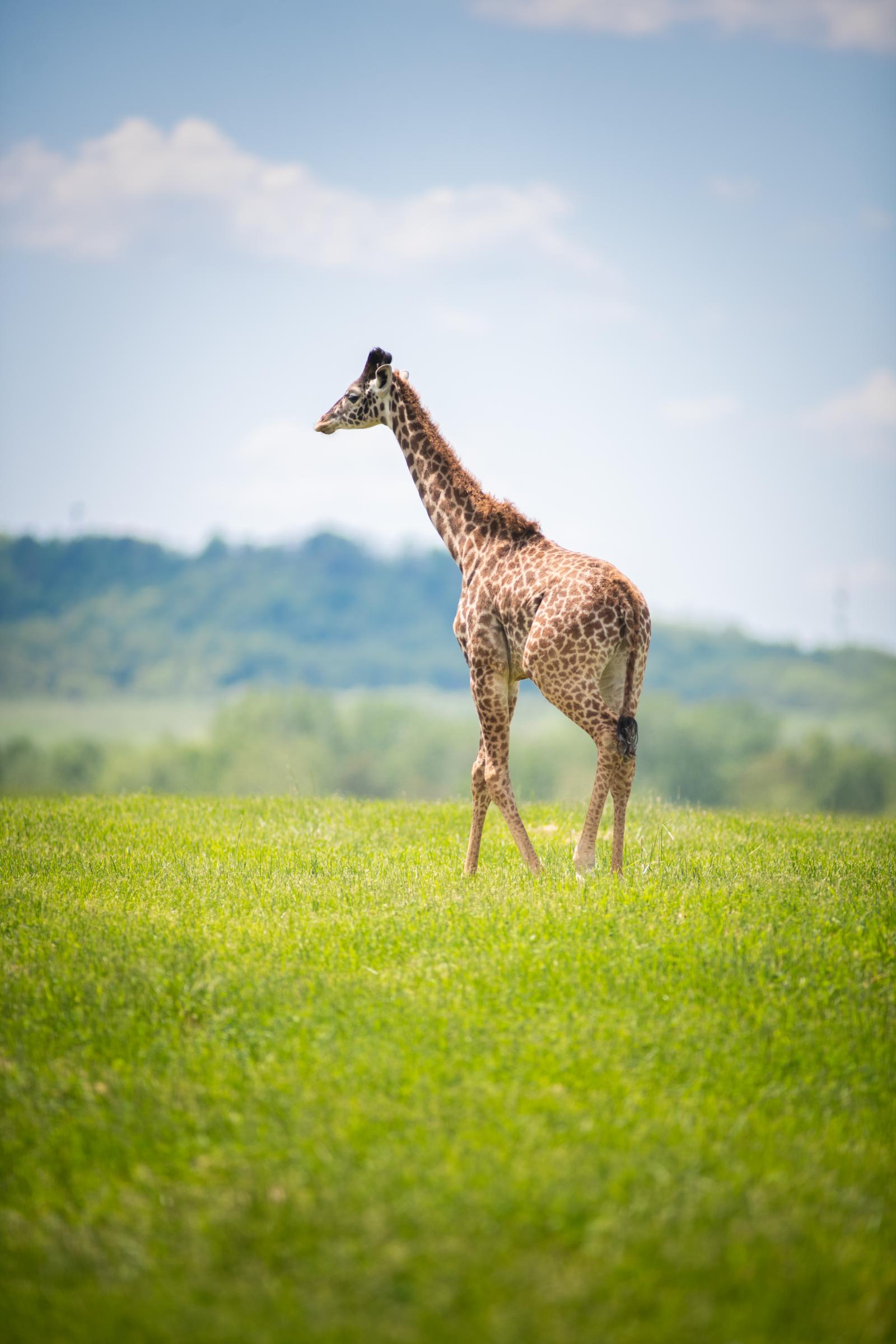 giraffe with bow tie